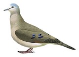 Black-billed Wood Dove Illustration