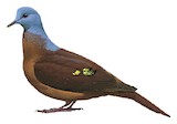 Blue-headed Wood Dove Illustration