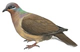 White-eared Brown Dove Illustration