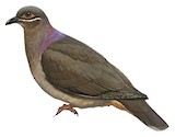 Amethyst Brown Dove Illustration