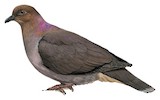 Mindanao Brown Dove Illustration