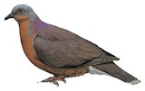 Tawitawi Brown Dove Illustration