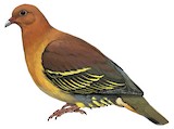 Cinnamon-headed Green Pigeon Illustration