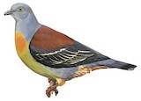 Little Green Pigeon Illustration