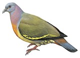 Pink-necked Green Pigeon Illustration