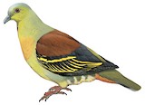 Ashy-headed Green Pigeon Illustration