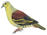 Grey-fronted Green Pigeon Illustration