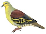 Sri Lanka Green Pigeon Illustration