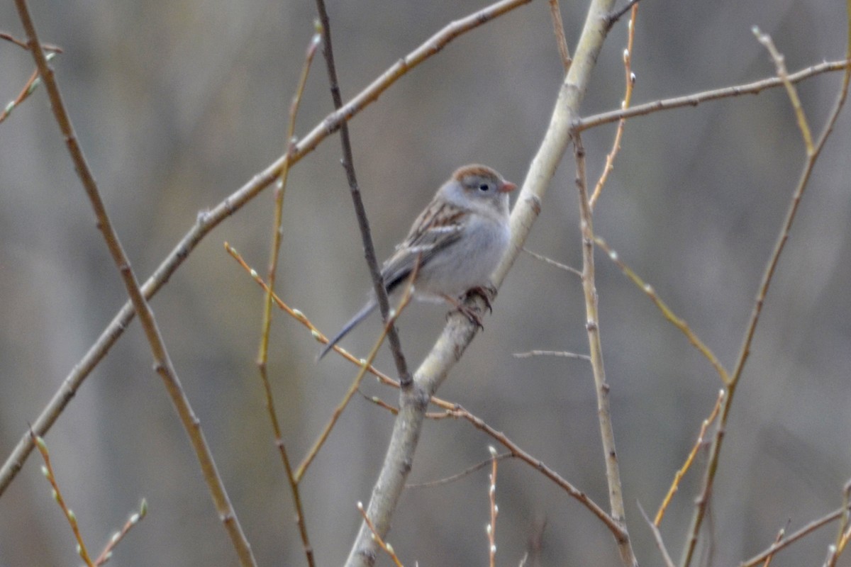 Field Sparrow - Larry Clarfeld