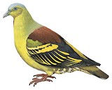 Andaman Green Pigeon Illustration