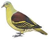 Philippine Green Pigeon Illustration