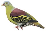 Thick-billed Green Pigeon Illustration