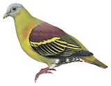 Grey-cheeked Green Pigeon Illustration