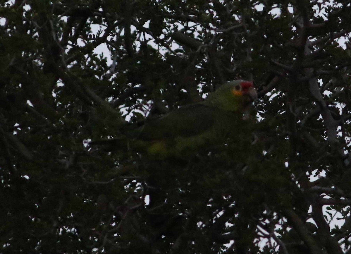 Red-lored Parrot (Red-lored) - Jason Rieger