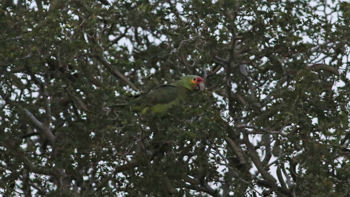 Red-lored Parrot (Red-lored) - Jason Rieger
