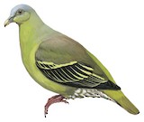 Flores Green Pigeon Illustration