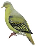 Timor Green Pigeon Illustration