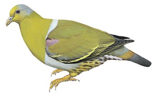 Yellow-footed Green-Pigeon - Treron phoenicopterus - Birds of the World