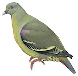 Comoro Green Pigeon Illustration