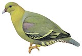 Madagascar Green Pigeon Illustration