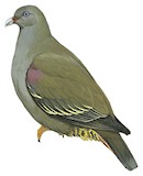 Sao Tome Green Pigeon Illustration