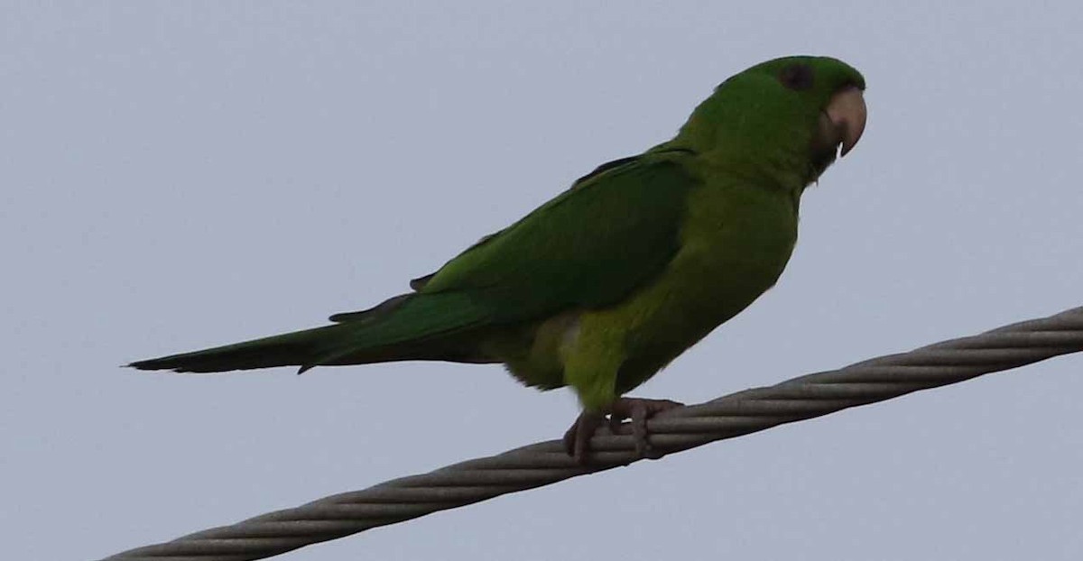 Green Parakeet (Green) - Jason Rieger