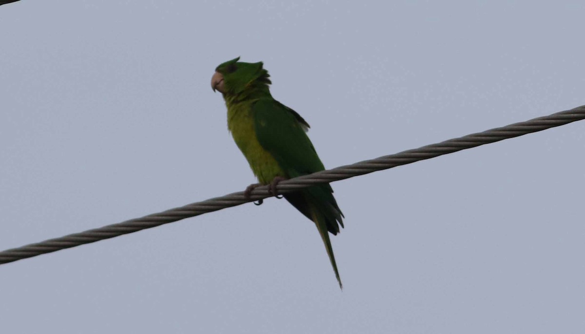 Green Parakeet (Green) - Jason Rieger