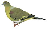 Yellow-vented Green Pigeon Illustration