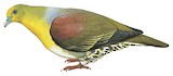 White-bellied Green Pigeon Illustration