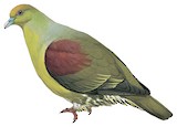 Ryukyu Green Pigeon Illustration