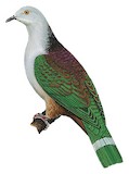 Grey-headed Imperial Pigeon Illustration