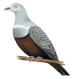 Spotted Imperial Pigeon Illustration