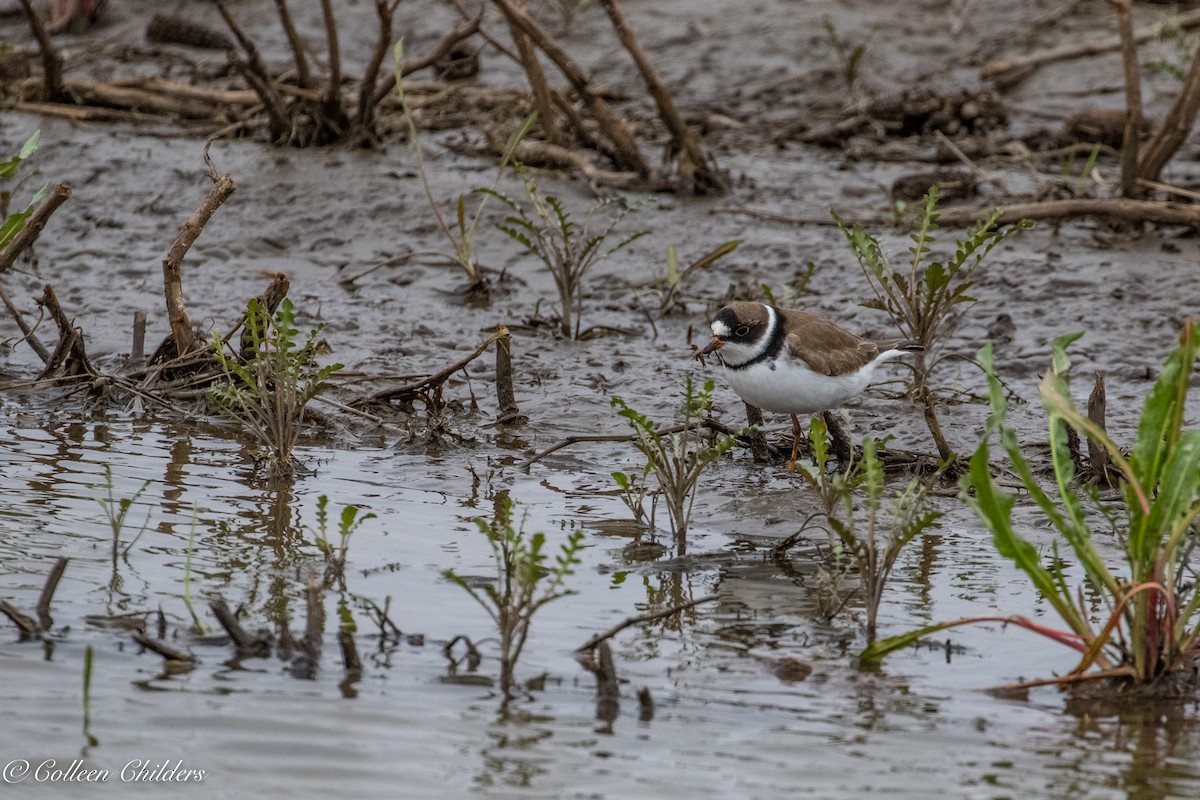 Semipalmated Plover - Colleen Childers