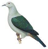 Nicobar Imperial Pigeon Illustration