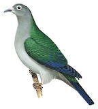 Spectacled Imperial Pigeon Illustration