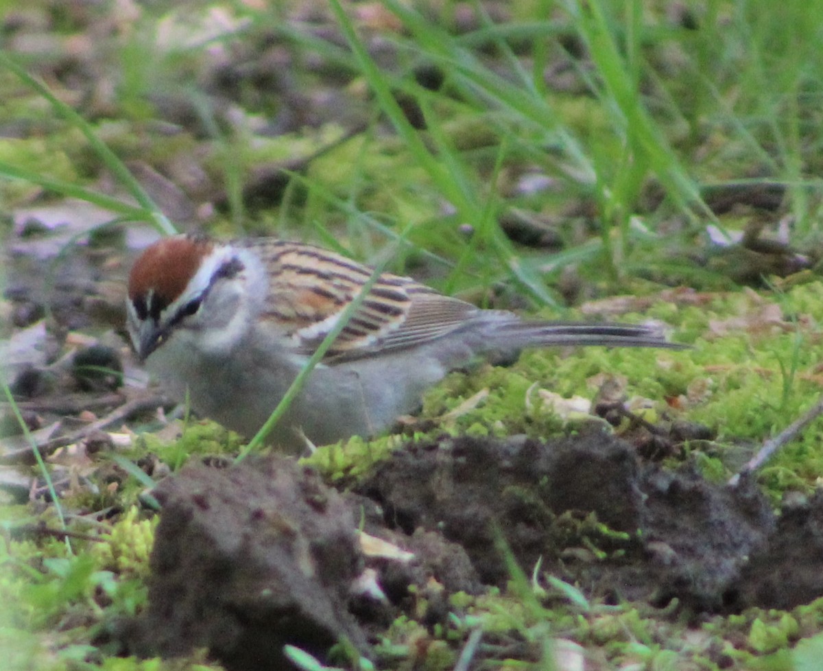 Chipping Sparrow - ML152910471
