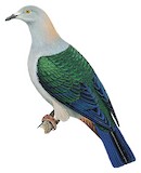 Elegant Imperial Pigeon Illustration