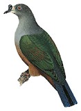 Micronesian Imperial Pigeon Illustration