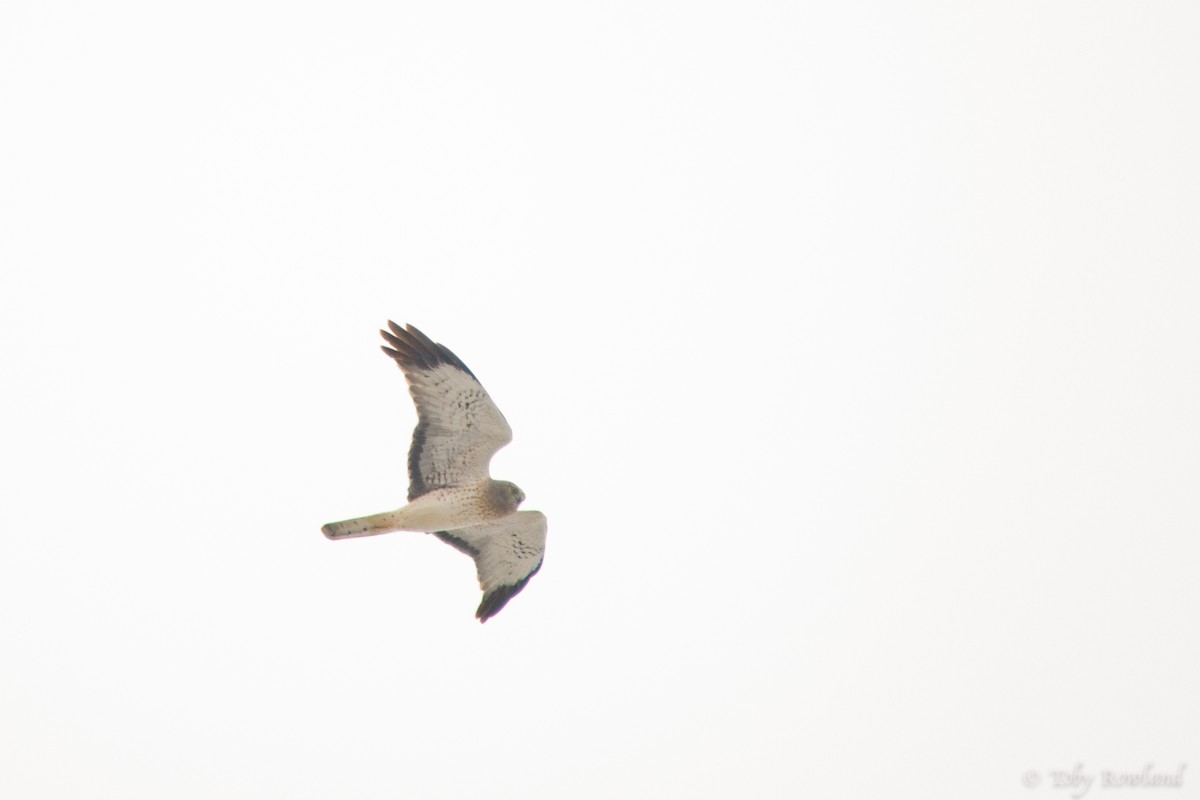 Northern Harrier - Toby Rowland