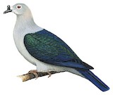 Polynesian Imperial Pigeon Illustration