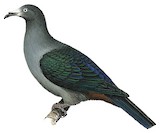 Marquesan Imperial Pigeon Illustration