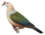 Red-knobbed Imperial Pigeon Illustration