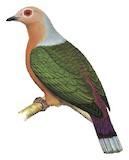 Purple-tailed Imperial Pigeon Illustration