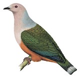 Cinnamon-bellied Imperial Pigeon Illustration