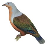 Rufescent Imperial Pigeon Illustration