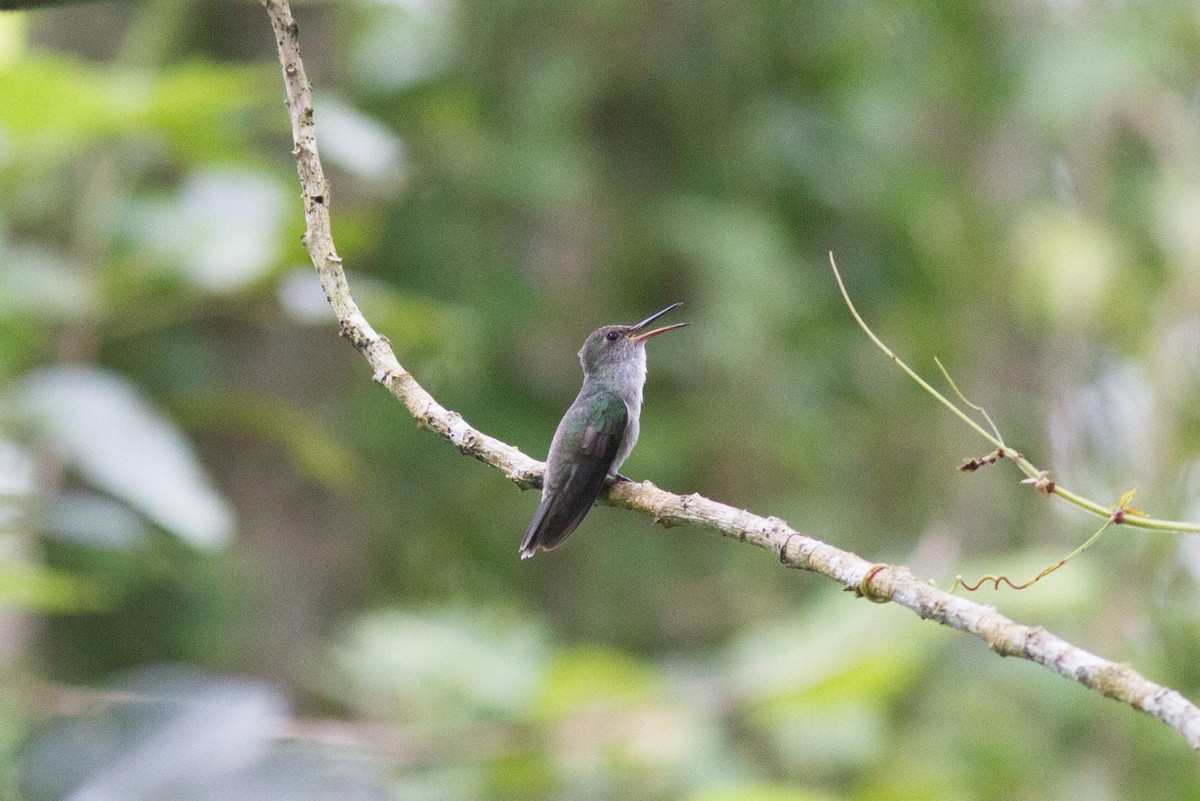 Olive-spotted Hummingbird - Justyn Stahl