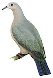 Island Imperial Pigeon Illustration