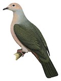 Pink-headed Imperial Pigeon Illustration