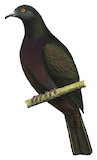 Christmas Imperial Pigeon Illustration