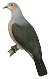 Grey Imperial Pigeon Illustration